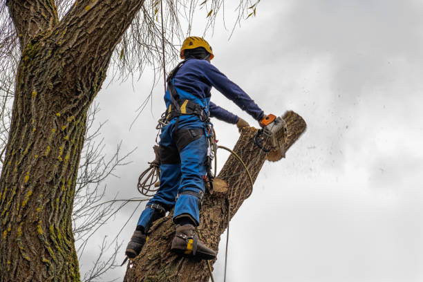 Best Emergency Tree Service  in , ID